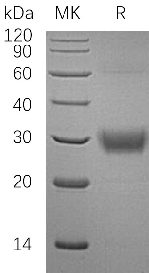 Human CD32a +SDS-PAGE-2.jpg
